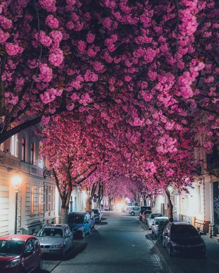 cherry blossom tunnel germany