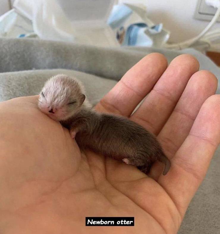 Cuteness - Newborn otter