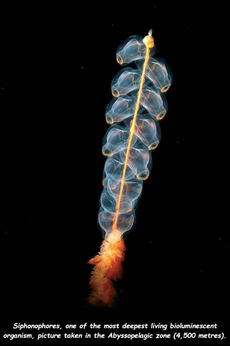 ctenophora colony - Siphonophores, one of the most deepest living bioluminescent organism, picture taken in the Abyssopelagic zone 4,500 metres.