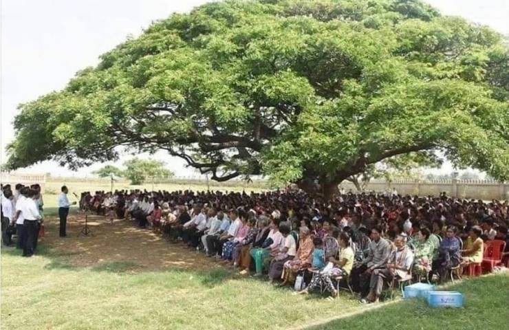 value of one single tree
