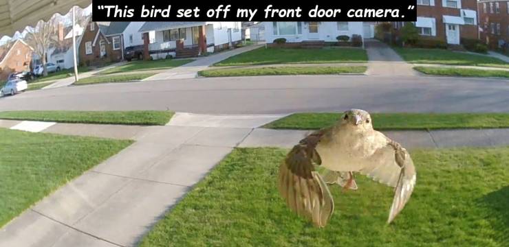 grass - "This bird set off my front door camera."