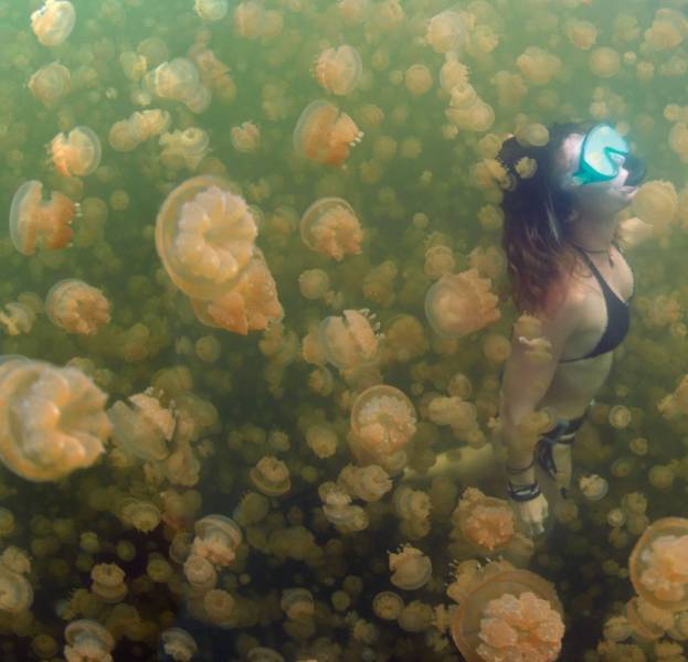 jellyfish island