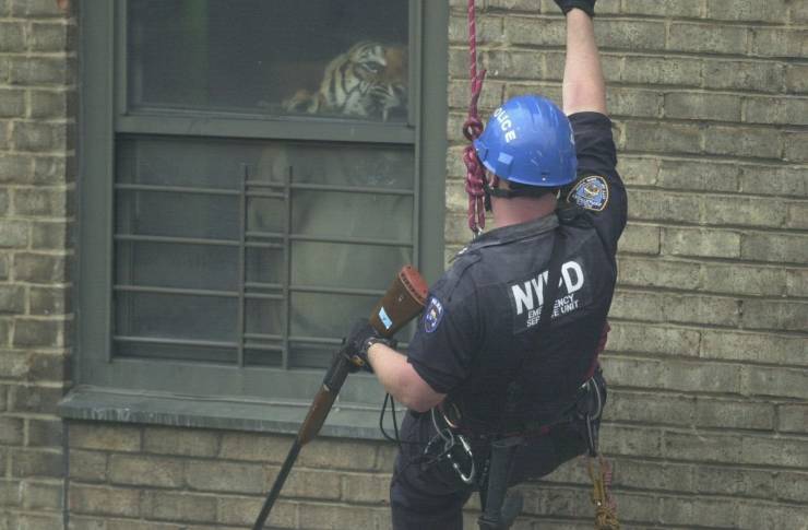 tiger in new york apartment
