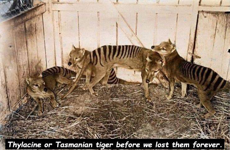 tasmanian tiger pictures color - Thylacine or Tasmanian tiger before we lost them forever.