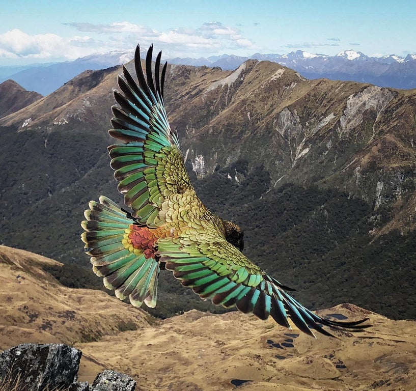 mountain parrot new zealand