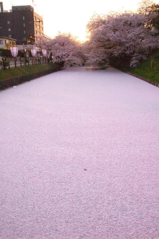 river in japan filled with cherry blossom petals