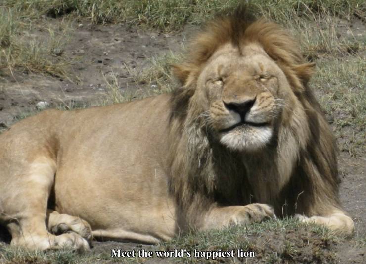 silly lion - Meet the world's happiest lion