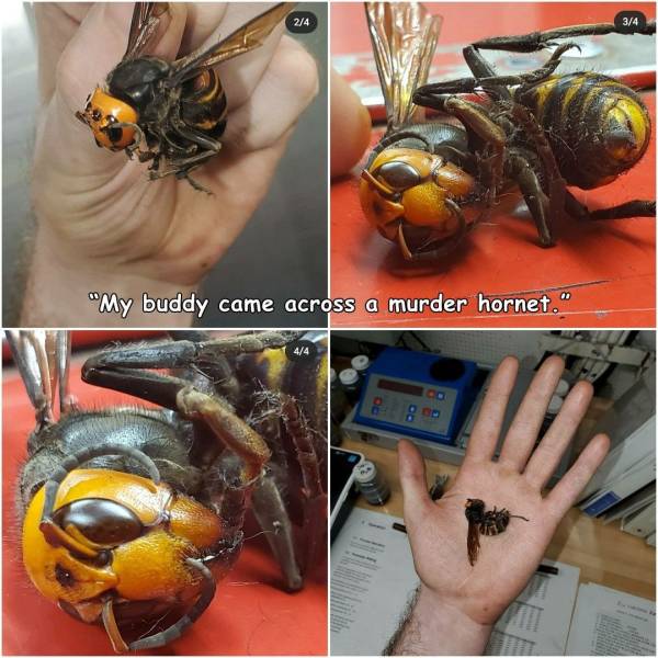 hornet - 34 "My buddy came across a murder hornet."