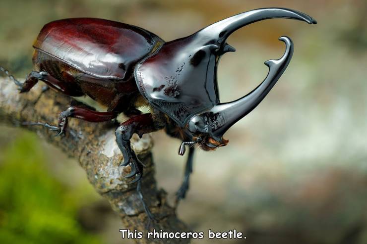 beetle insect - This rhinoceros beetle.