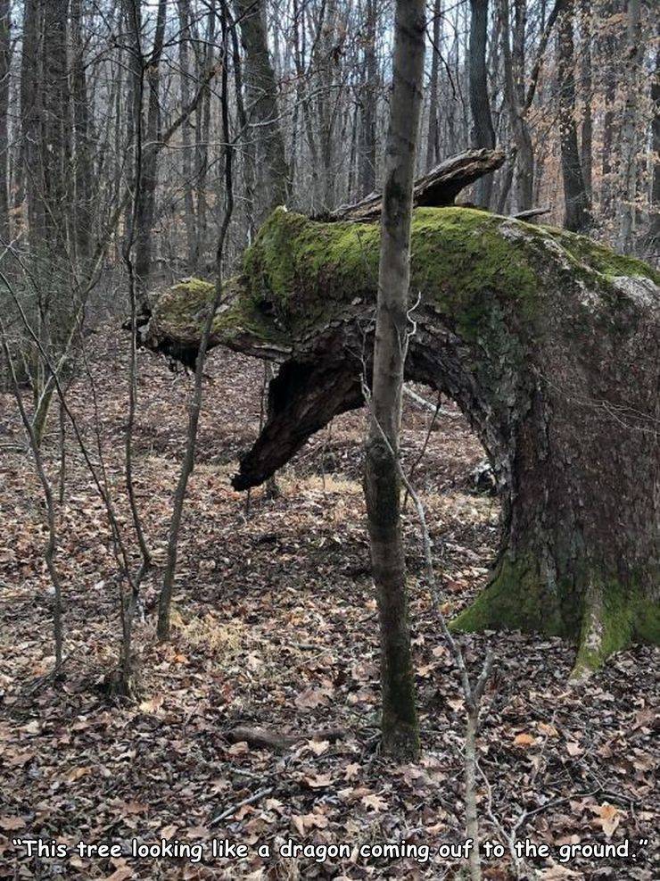 This tree looking a dragon coming out to the ground