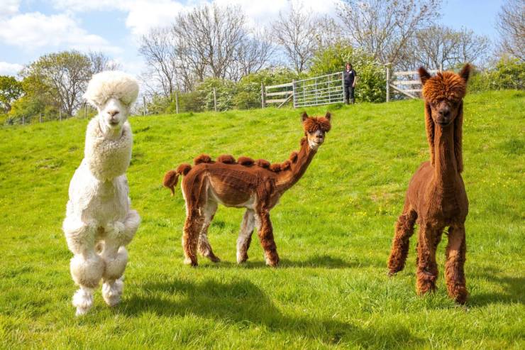 alpacas shaved