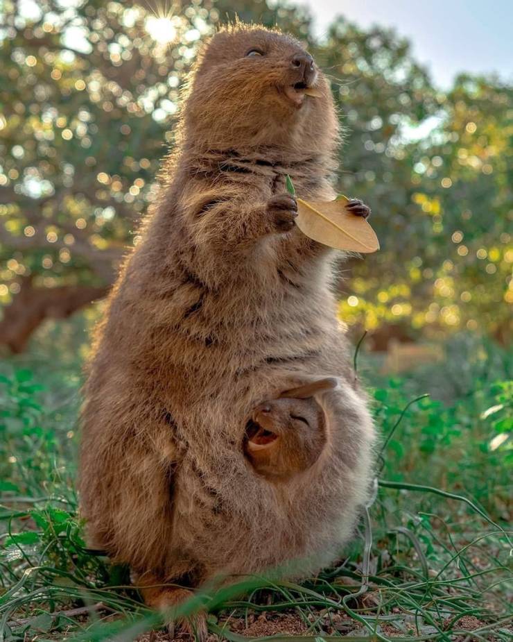 Quokka