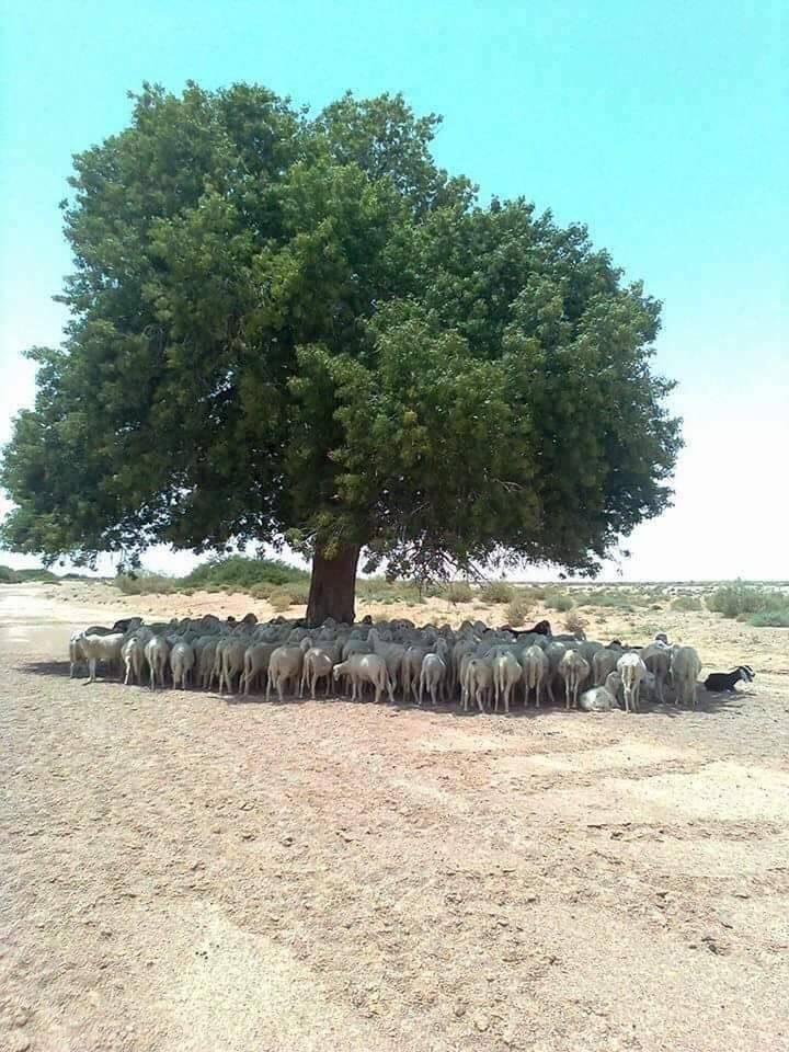 tree importance