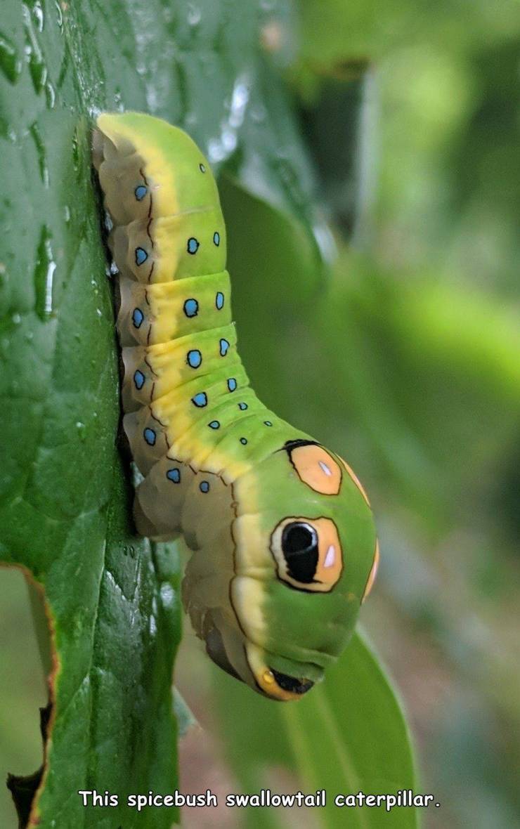 south eastern swallowtail catepillar - This spicebush swallowtail caterpillar.