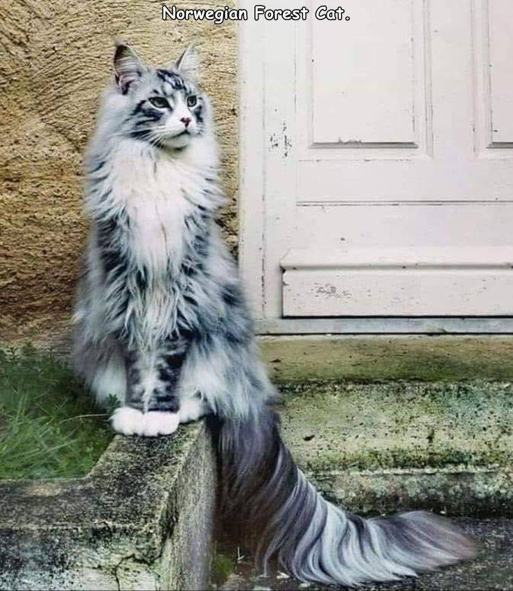 majestic norwegian forest cat - Norwegian Forest Cat.