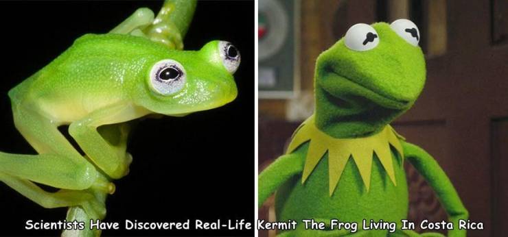 real life kermit the frog - Scientists Have Discovered RealLife Kermit The Frog Living In Costa Rica