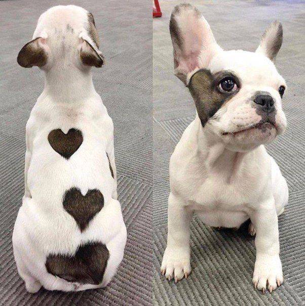 french bulldog with hearts