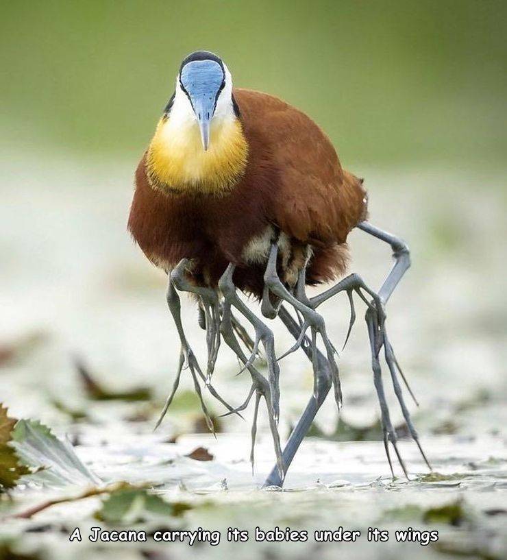 jacana carrying chicks underneath its wings - A Jacana carrying its babies under its wings