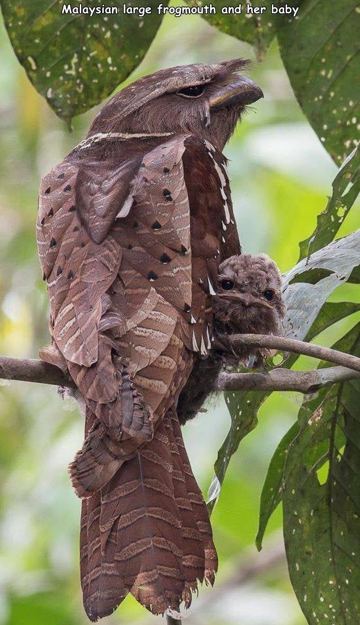 leaf - Malaysian large frogmouth and her baby