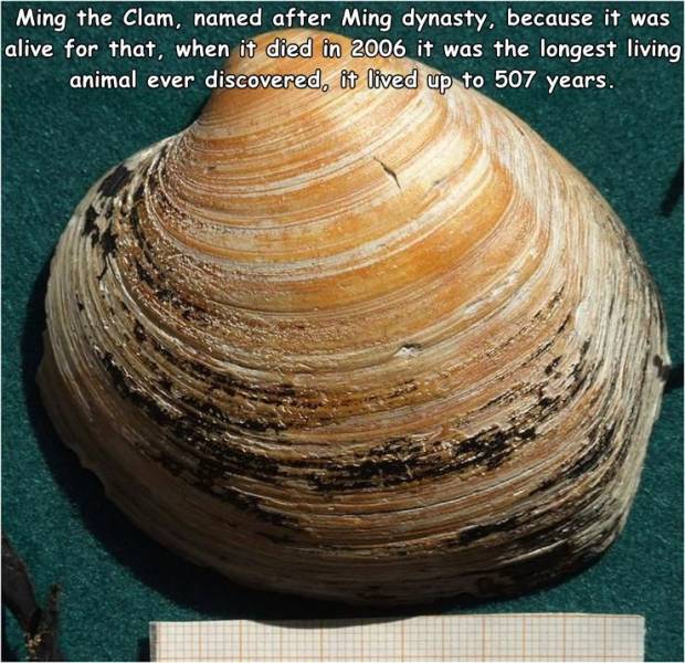 ming ocean quahog - Ming the Clam, named after Ming dynasty, because it was alive for that, when it died in 2006 it was the longest living animal ever discovered, it lived up to 507 years.