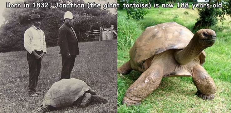 jonathan the tortoise - Born in 1832, Jonathan the giant tortoise is now 188 years old