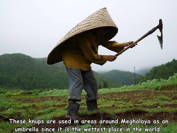 Rain - These knups are used in areas around Meghalaya as an umbrella since it is the wettest place in the world.