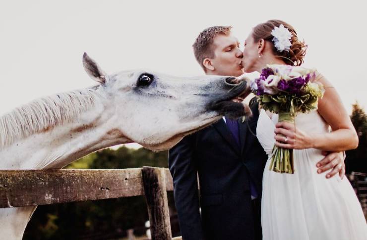 photobombed wedding animals