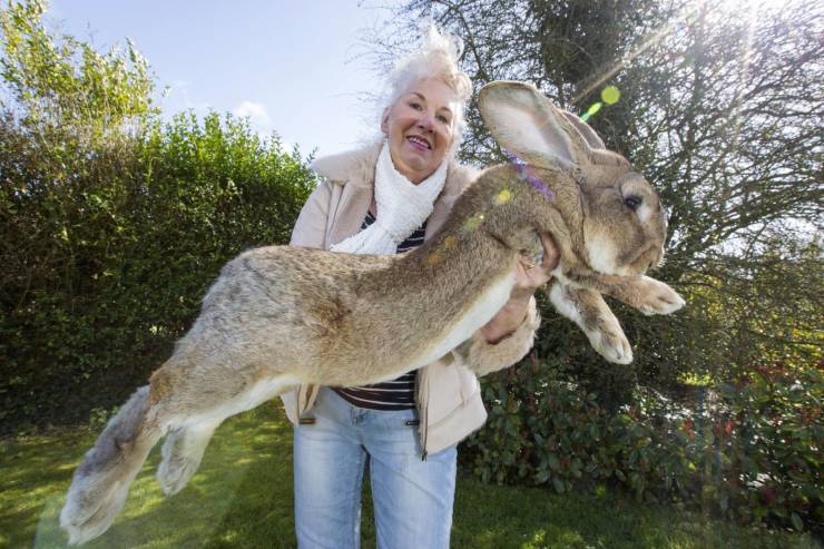 biggest rabbit in the world