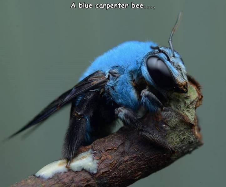 xylocopa caerulea - A blue carpenter bee....