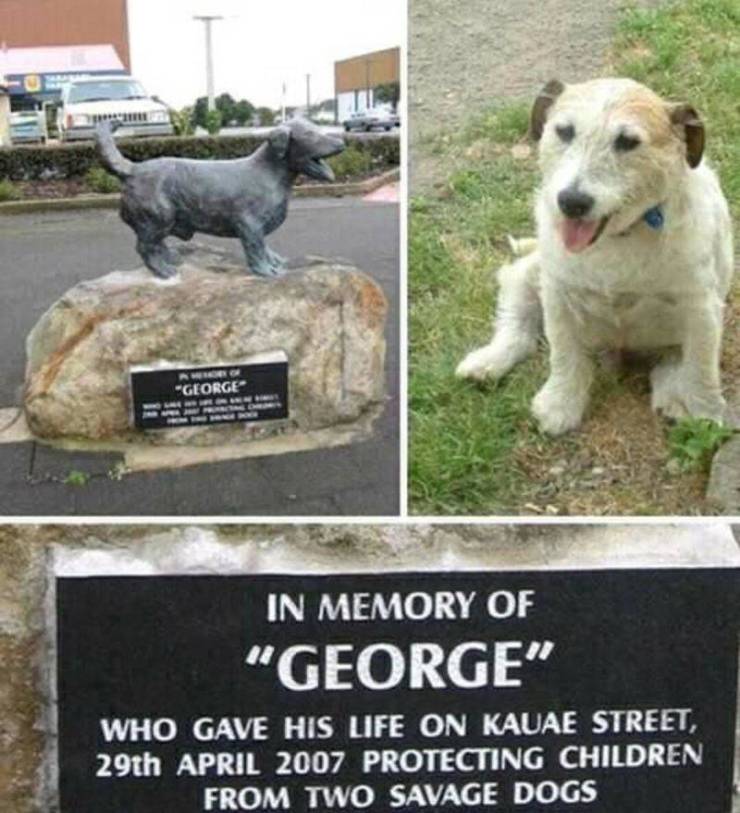 george jack russell - "George In Memory Of "George" Who Gave His Life On Kauae Street, 29th Protecting Children From Two Savage Dogs
