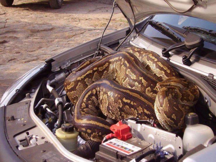 snake car