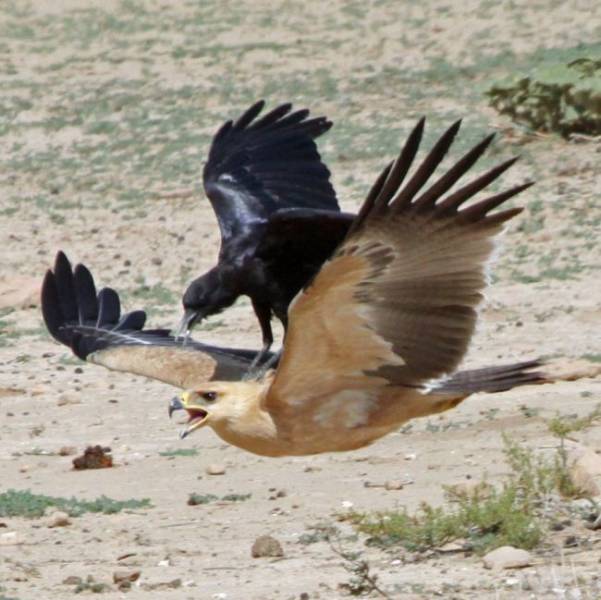 crow attacks eagle