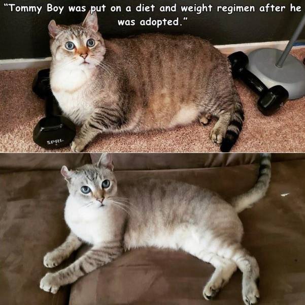 dragon li - "Tommy Boy was put on a diet and weight regimen after he was adopted." Spri