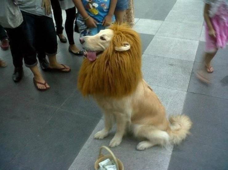golden retriever with lion haircut