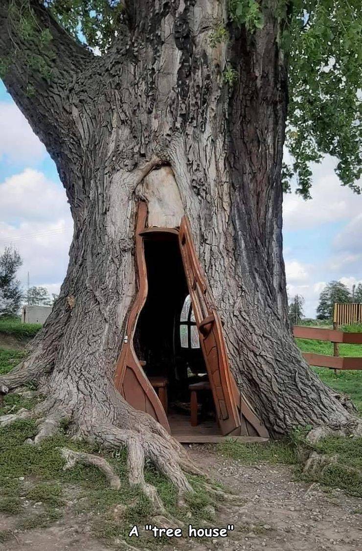 Tree - A "tree house"