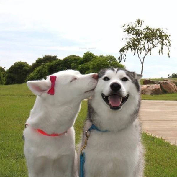cute animals kissing