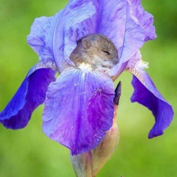 harvest mice flower