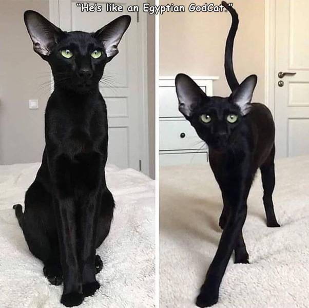 black oriental shorthair cats - "He's an Egyptian Godcat.