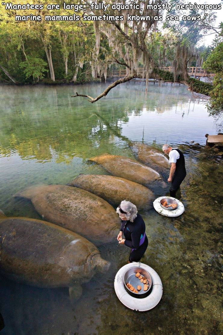 homosassa springs wildlife state park - "Manatees are large, fully aquatic, mostly herbivorous marine mammals sometimes known as sea cows.