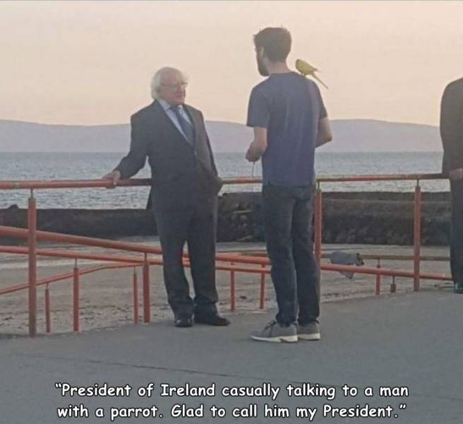 "President of Ireland casually talking to a man with a parrot. Glad to call him my President."