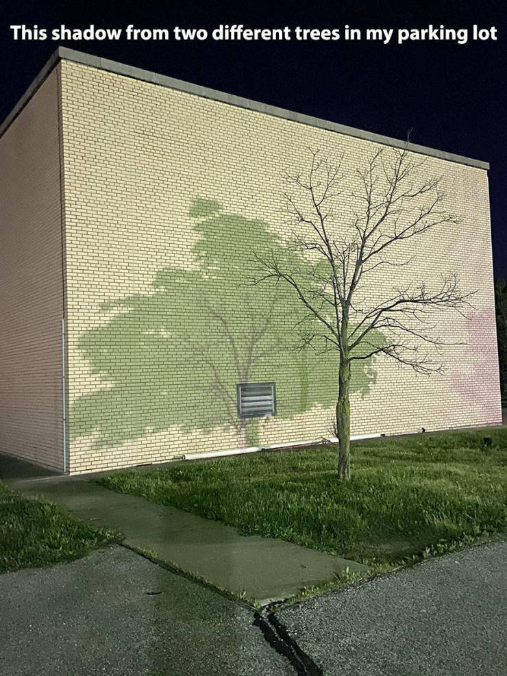 wall - This shadow from two different trees in my parking lot