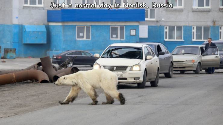 siberia polar bears - Just a normal day in Norilsk, Russia 124