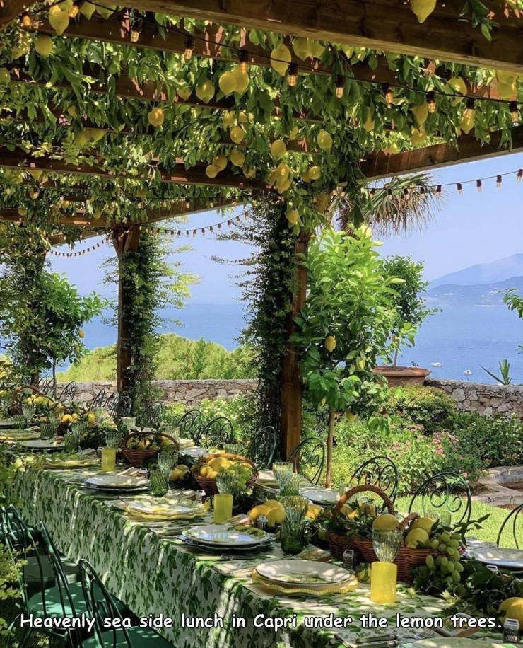 vegetation - Heavenly sea side lunch in Capri under the lemon trees. w