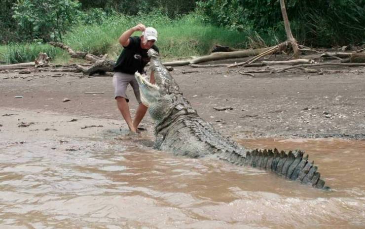 crocodile attacks in costa rica