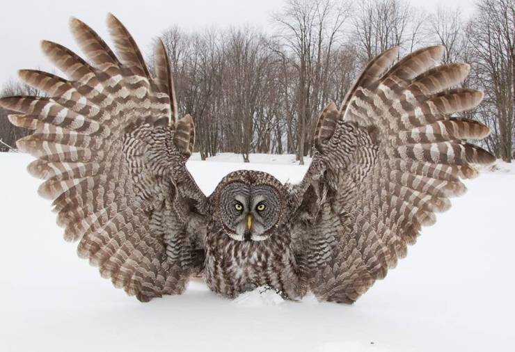 great grey owl wingspan