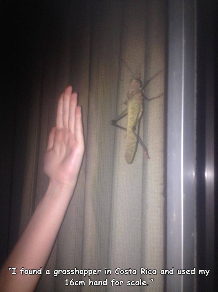 thumb - "I found a grasshopper in Costa Rica and used my 16cm hand for scale."