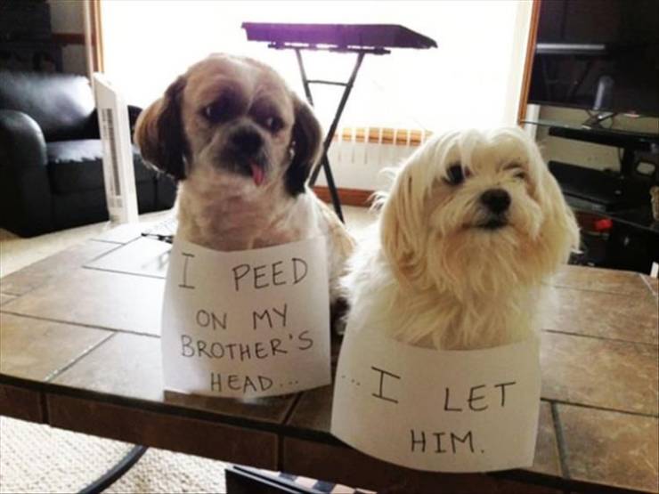 dog pet shaming - I Peed On My Brother'S Head I Let Him.