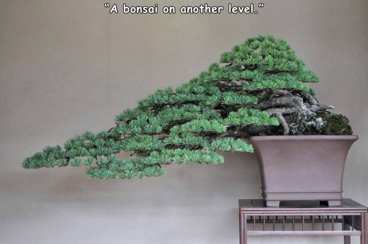 naoki maeoka bonsai - "A bonsai on another level.