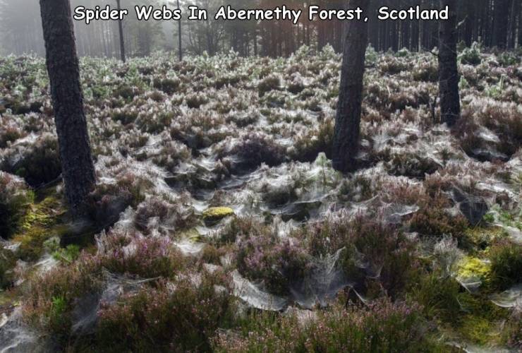 spider webs in abernethy forest scotland - Spider Webs In Abernethy Forest, Scotland