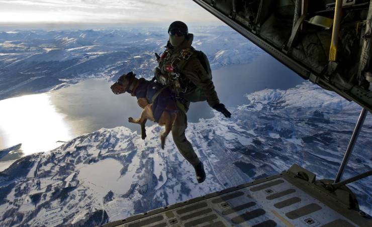 military dogs - En